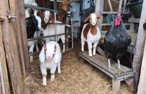 Tiny Bauernhof Plau - Photo 19