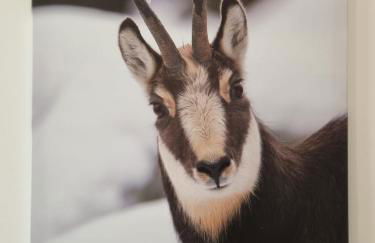 BMP APARTMENT EDELWEISS PASSO DEL TONALE - Foto 21