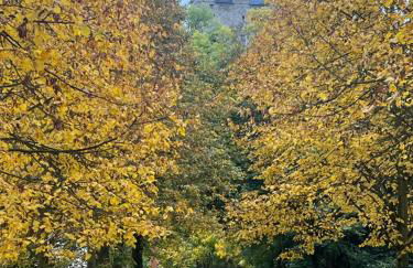 Ferienwohnung ROSA Allee34 - Foto 23