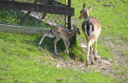 Koperkowe Rancho Beskid Wyspowy Domek Małopolskie KAMIONNA - Foto 37