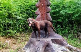 Ferienhaus Löwenherz - Foto 75