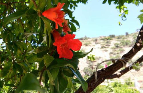 Villa Erato - Foto 16