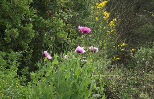 mer et campagne - Foto 12