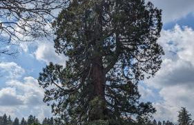 Feriendomizil Nordschwarzwald - Foto 44