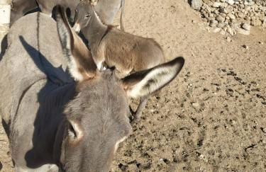 Octopus Blue - Photo 24