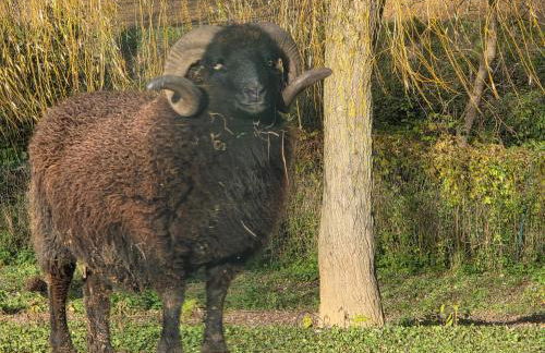 Nid du merle avec sauna et jacuzzi privatif - Foto 52