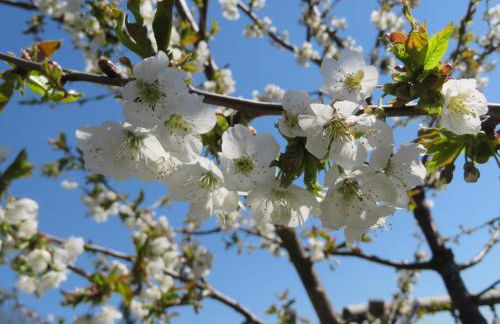 Ferienhaus Waldblick - Foto 30