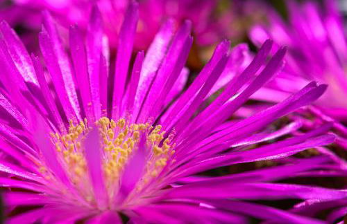 Recanto das Florenças (2) - Photo 68