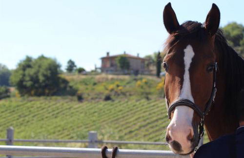 Agriturismo Fattoria di Monticello - Foto 53
