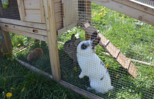 Ferienhof Pfeiffer - Foto 30