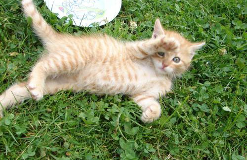 Agroturystyka Śliwkowy Sad - Foto 13