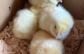 The Cottage at Highland Farms - Foto 41