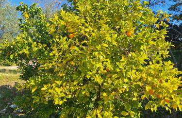 Quinta da Portela - Foto 18