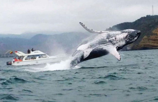 Whale-Watching in Machalilla National Park - Photo 6