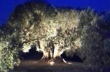 Agriturismo IL VECCHIO OLIVO - Foto 28