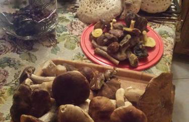 Ostoja Leśna Cisza - Foto 31