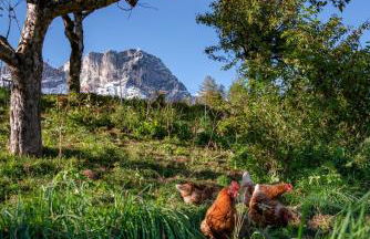 Bauernhof Vorderstiedler - Foto 32