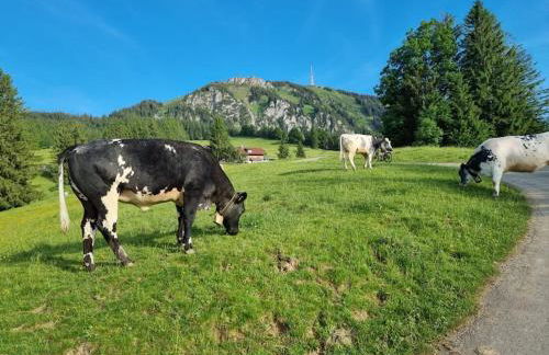 Felder's Escapes - Foto 42