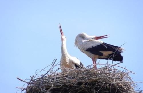 Havelhof-Nitzow - Foto 23