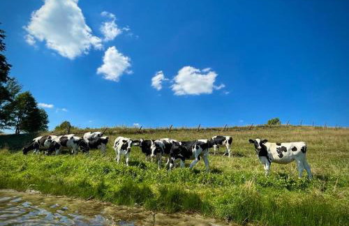 Agroalpaka Mazury - Foto 21