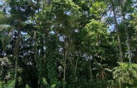 Natureza Instagrmável Casa Penedo - Photo 23