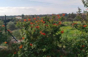 MENTOROS VILLAS - Foto 68