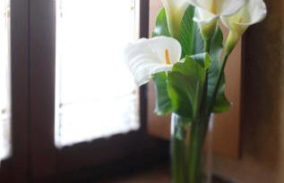 O Plantio - Foto 13