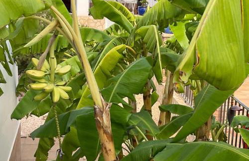 Apartamentos Turísticos Los LLanos - Foto 54