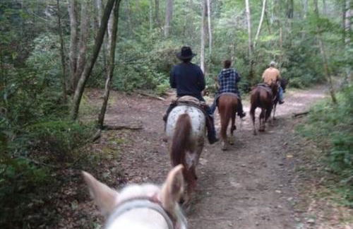 Art's Bungalow-wooded seclusion 1 mi to Deep Creek and Bryson City - Foto 31