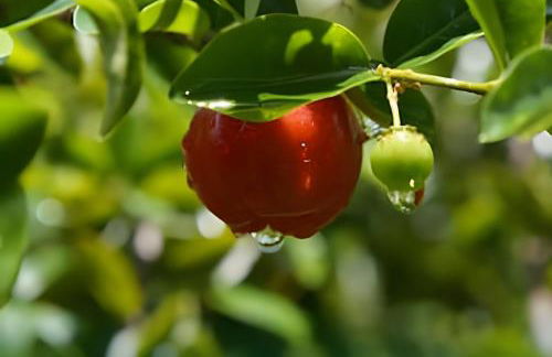 Flat Térreo em Meio a Natureza - Foto 37