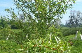 Gîte LES CHANTS DU CREPUSCULE - Foto 52