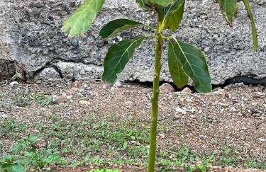 CASA GRANDE FINCA EL CALABRES - Foto 44