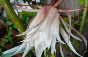 Casa Flora Garden Studio (Gite) - Foto 9