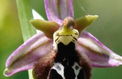 Avgonima Chios Spitakia Cottages - Photo 14