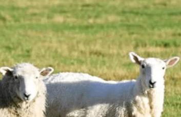 Carpenters Cottage Derbyshire, with romantic 4 poster bed - Foto 28