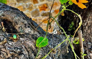 Trulli delle succulente - Foto 8