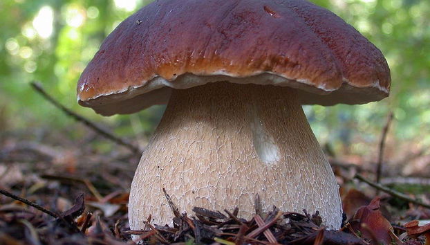 Desfrutando a oficina de micologia