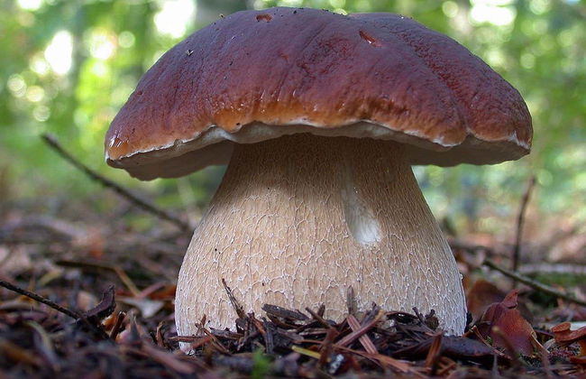 Colheita de cogumelos em Alajar - Foto 2