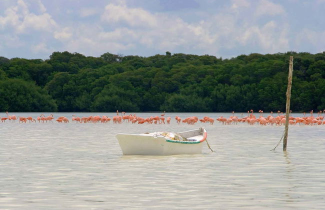 Excursión a Celestún - Foto 3