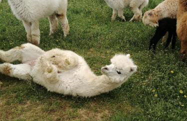 Alpaka-Ranczo AFF - Foto 24