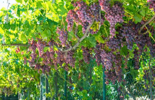 Quinta Montebelo - Foto 27