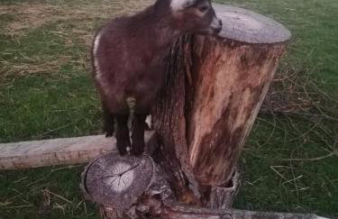 Babie Lato - Foto 30