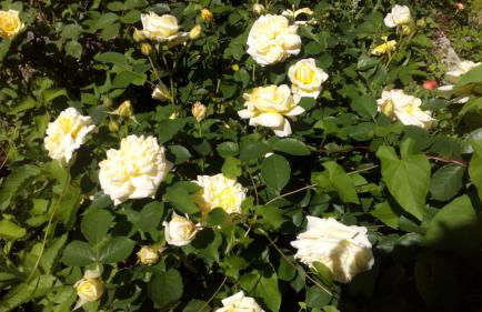 Villa Wilmarie - Zuhause auf Zeit in herzlicher Atmosphäre - Foto 21