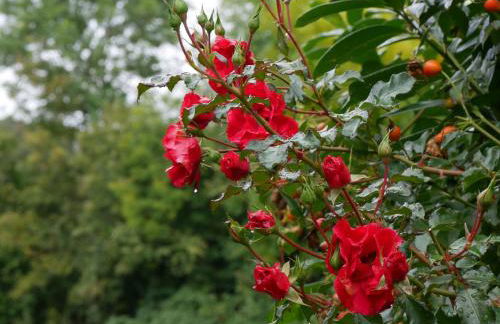 Ferienwohnungen Knodel - Foto 8