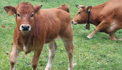 El Papu coloráu - Foto 5