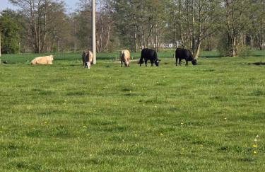 zielono mi - Foto 75