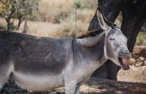 Agroturismo Ses Illes - Foto 50
