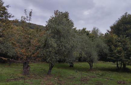 Sa Domo de Lillo e Arturo - Foto 8