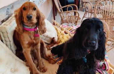 Villa Margherita Art and Music - Foto 4