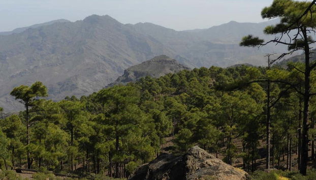 Trekking nella riserva di Inagua - Foto 3, Contemplando i pini nella riserva di Inagua